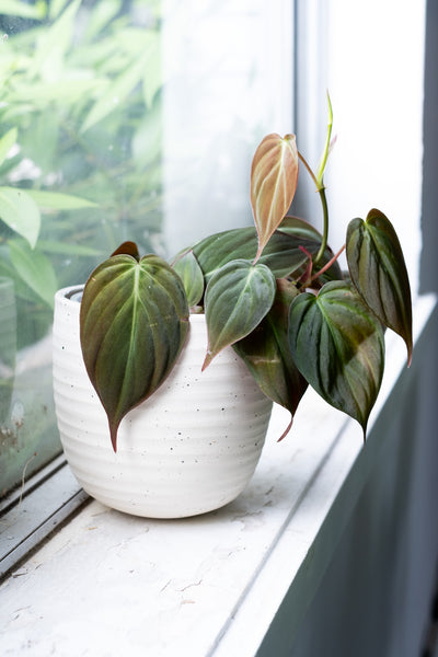 Speckled Cover Pot 1