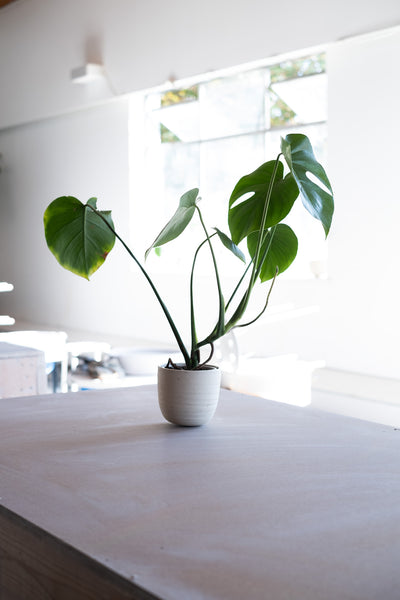 Monstera Deliciosa -Parker