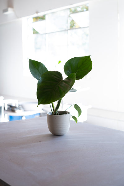 Monstera Deliciosa -River