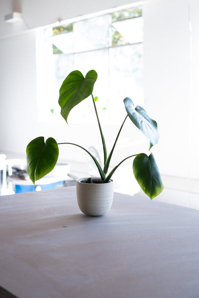 Monstera Deliciosa -Rowan