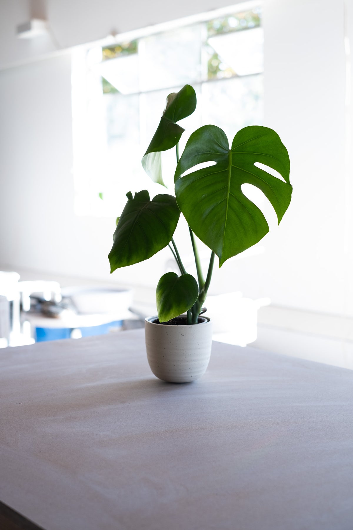 Monstera Deliciosa -Quinn - COMMUNITY CLAY