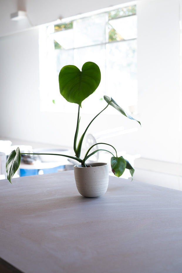 Monstera Deliciosa -Jordan