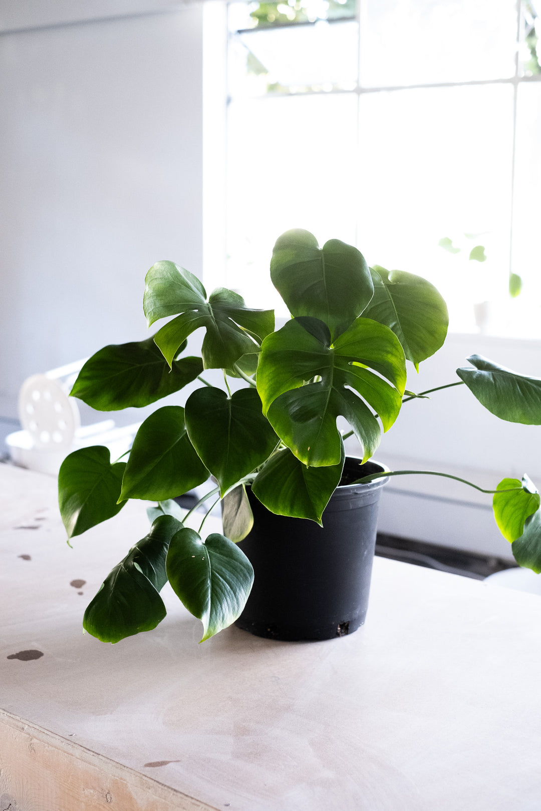 Monstera Deliciosa -2 - COMMUNITY CLAY