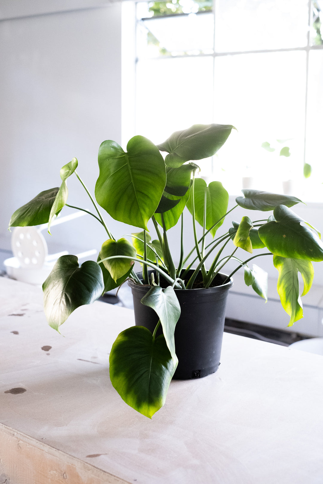 Monstera Deliciosa -3 - COMMUNITY CLAY