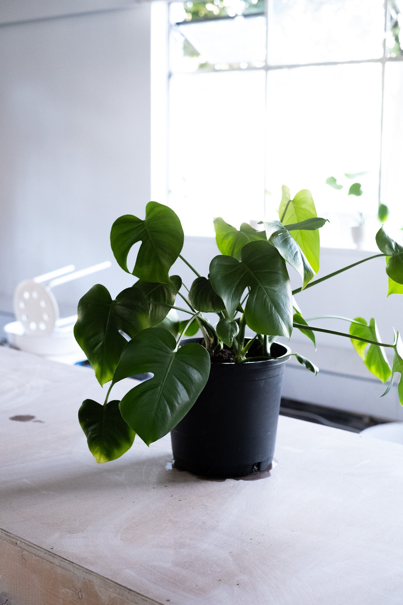 DSCF8382.jpg?v=1694737874