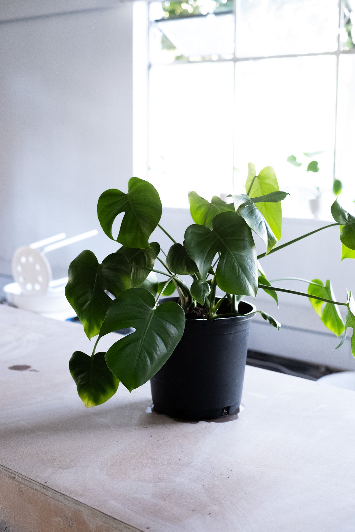 Monstera deliciosa Form 6｜BKK 最優秀賞株と同系統 Monstera deliciosa Form 6｜BKK 最優秀賞株と同系統