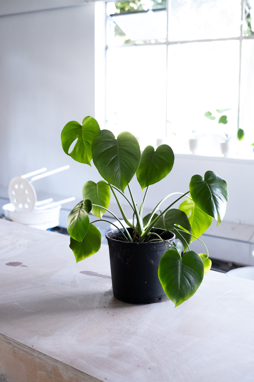 Monstera Deliciosa -8 - COMMUNITY CLAY